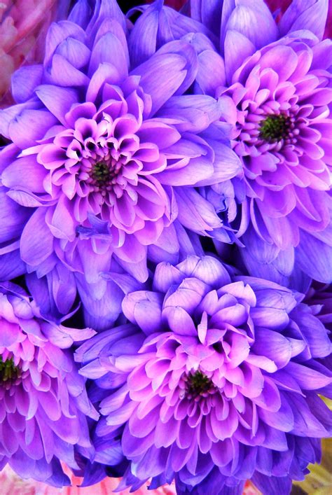 beautiful purple flowers  faith sager blog
