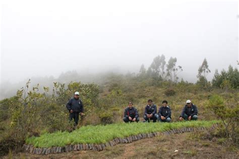 Proyecto Reforestaci N En Las Zonas Altoandinas De San Pablo Y San