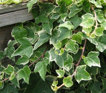 Hera Planta Hedera Helix Como Cuidar E Cultivar