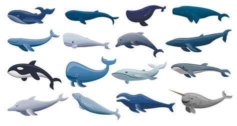 Whale Icon Set Cartoon Style Vector Art At Vecteezy