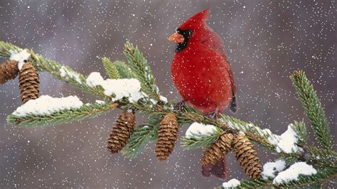 Cardinals In Winter Scenes