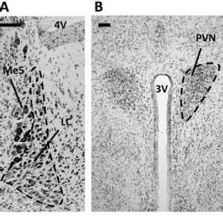 Representative Images Of The Locus Ceruleus A And Paraventricular