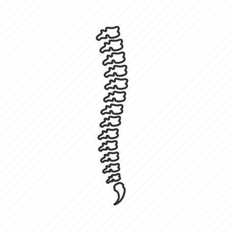 Back Bones Human Spine Skeletal System Spinal Column Verebra