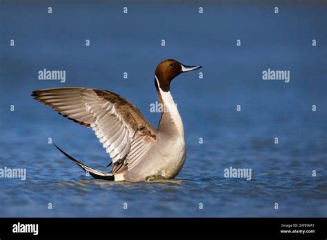 Northern Pintail Pintail Anas Acuta Drake Standing In Shallow Water