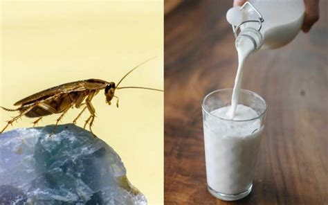 Leche De Cucaracha El Superalimento Del Futuro Y ¿más Nutritiva Que La