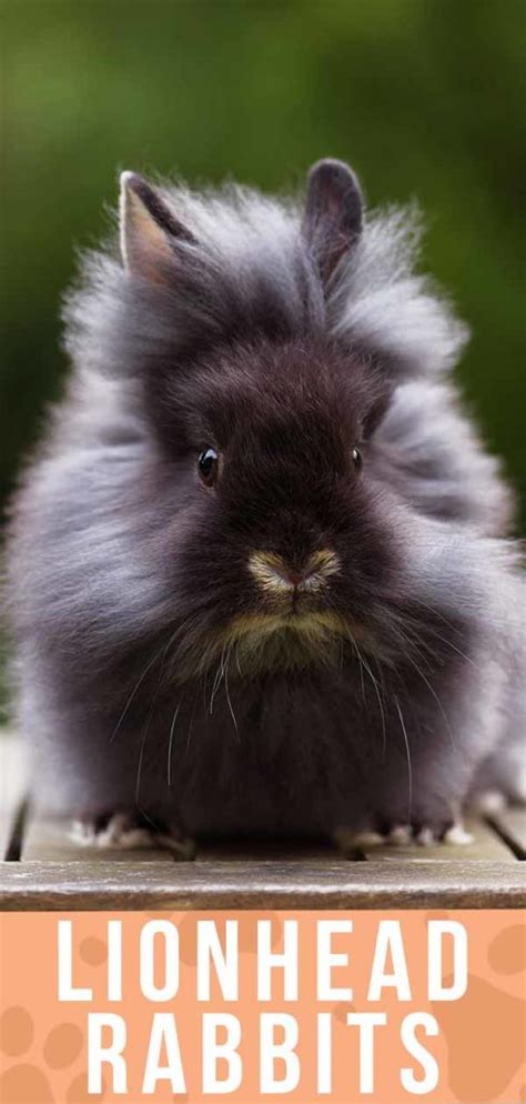 Lionhead Rabbit Breed Information Center: Discover The Lionhead Bunny