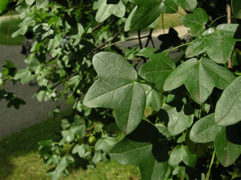 Garten Navi Burgen Ahorn Acer Monspessulanum