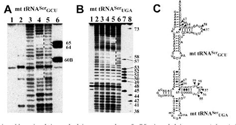 Figure From Dual Mode Recognition Of Two Isoacceptor Trnas By