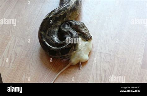 Rat snake feeding Stock Videos & Footage - HD and 4K Video Clips - Alamy