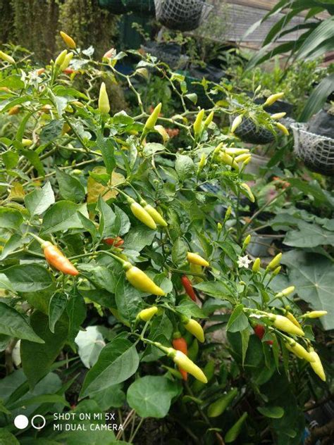 Chili Labuyo Pcs Seeds Very Hot Chili In Good Condition Always Fresh Upon Harvest At Altimes