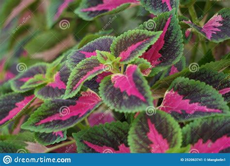 Coleus Scutellarioides Con Un Fondo Natural Imagen De Archivo Imagen