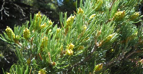 Pinyon Pine (Wood,resin), Pinus edulis - Top Quality Herbs & Tinctures