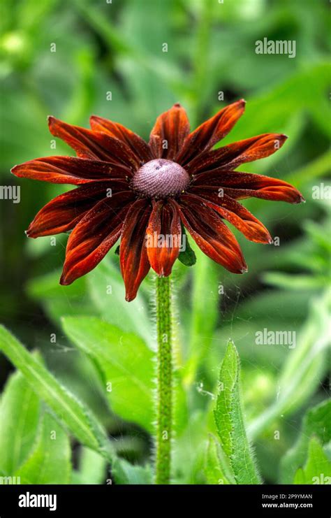 Burgundy Flower Of Cherry Rudbeckia On A Bed In The Garden Close Up