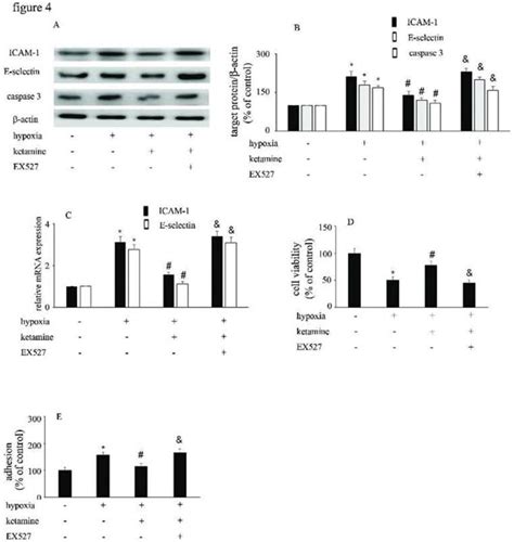 The Viability Of Huvecs And The Huvec Monocyte Adhesion Ability Were