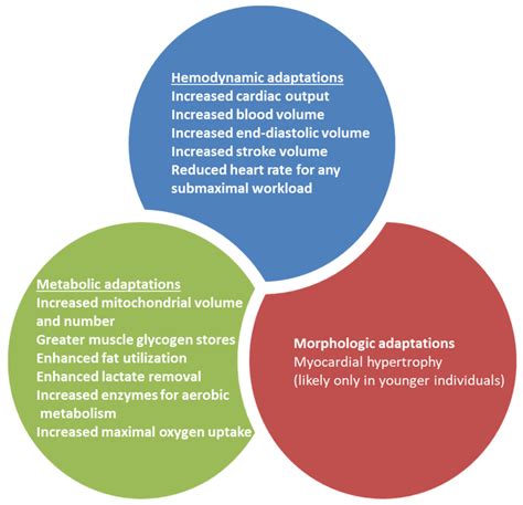 Physiologic adaptations to physical training in humans. Physical ...