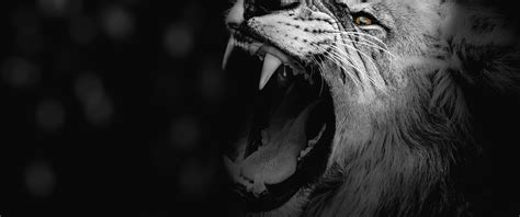 Roaring Lion Wallpaper - Infoupdate.org