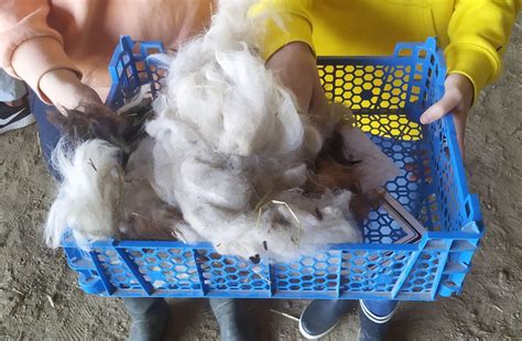 La ferme pédagogique Ferme Brin de Laine Brin de Paille