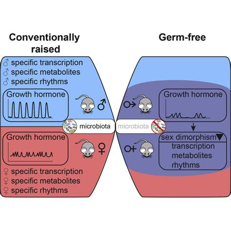 The Mouse Microbiome Is Required For Sex Specific Diurnal Rhythms Of