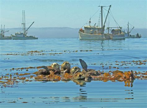 Raft of Sea Otters Photograph by John Barron | Fine Art America