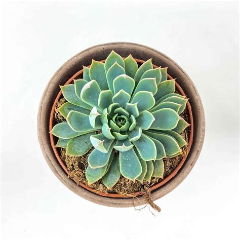 Suculenta Echeveria Kirov La Tienda Del Cactus