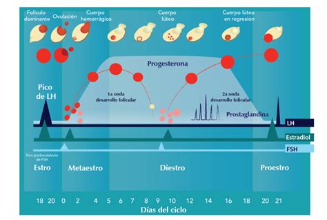 El Ciclo Estral De La Vaca Experiencia Veterinaria