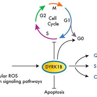 Dyrk B Promotes Survival And Chemoresistance In Cancer Cells