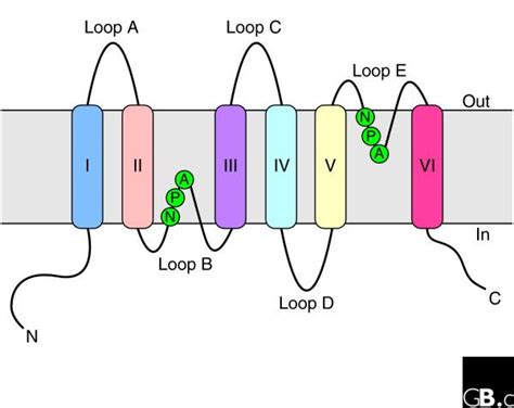 Topology Of An Aquaporin Protein Within The Membrane The Protein Download Scientific Diagram