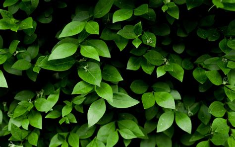Зеленые растения (Много фото) - treepics.ru