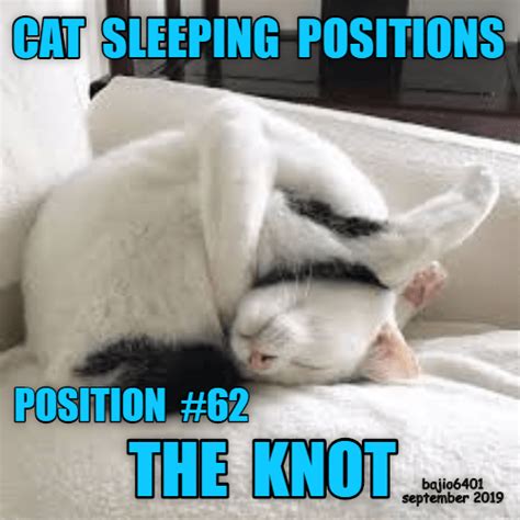 The Guide To Cat Sleeping Positions Lolcats Lol Cat Memes Funny Cats Funny Cat