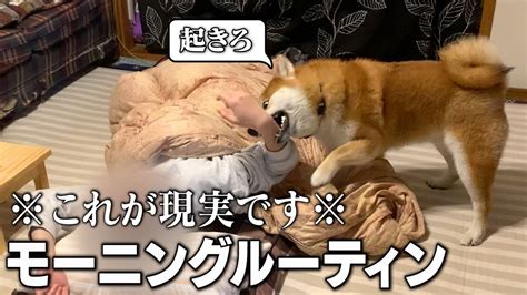 2歳柴犬と飼い主の現実的なモーニングルーティン和風総分家 YouTube