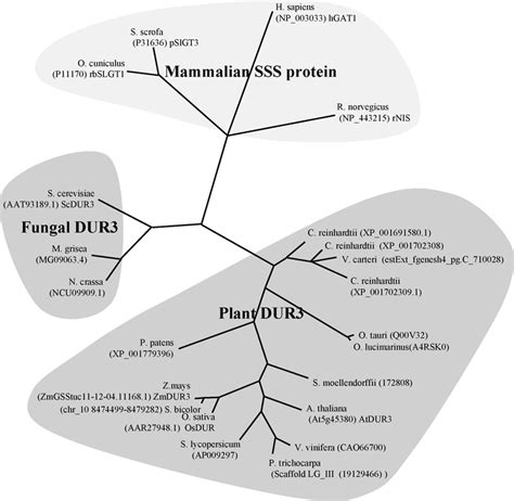 Phylogenetic Tree Of Plant Active Urea Transporter Dur Homologues