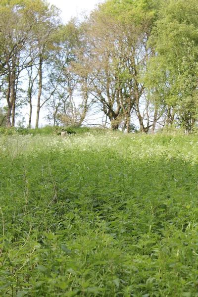 Pembrey park Stock Photos, Royalty Free Pembrey park Images | Depositphotos