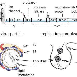 Schematic Representation Of The HCV Genome Virus Particle And Membrane