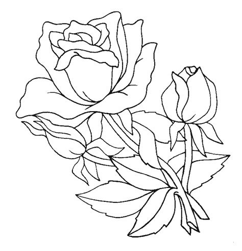 Dibujos de rosas | Florpedia.com