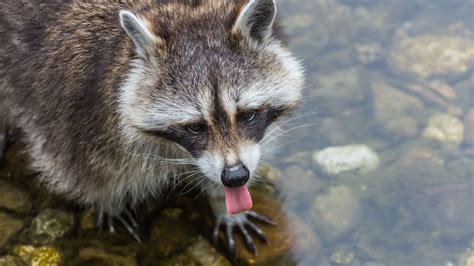 Le Raton Laveur Une Espèce Encombrante Pour La Biodiversité Européenne