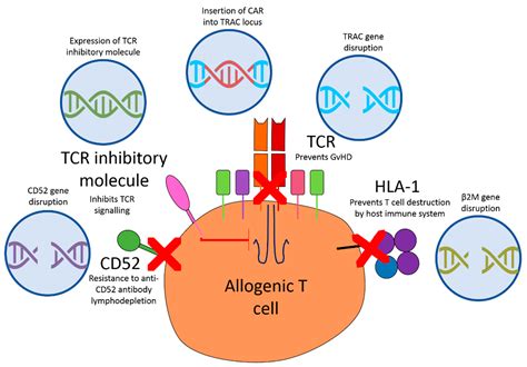 Cancers Free Full Text Current Perspectives On The Use Of Off The