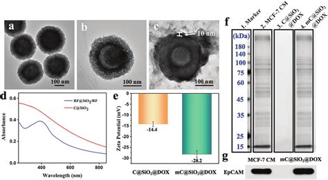 Fabrication And Characterization Of Biomimetic Mc Sio Dox