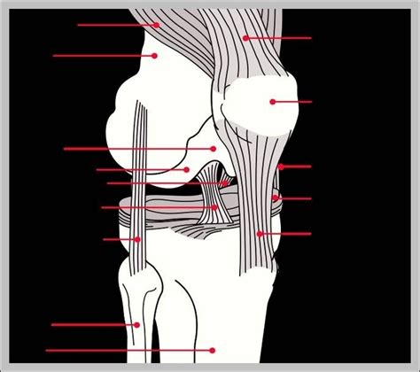 Human Knee Anatomy Diagram Meniscus