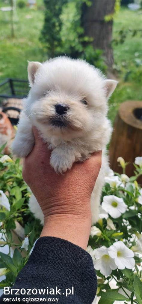 Pomeranian West Hybryda Bia E Szczeniaki Szczeni Ta Mini Malutkie