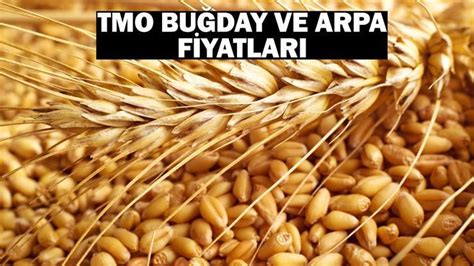 Buğday taban fiyatları 2024 ne kadar oldu Toprak Mahsulleri Ofisi TMO