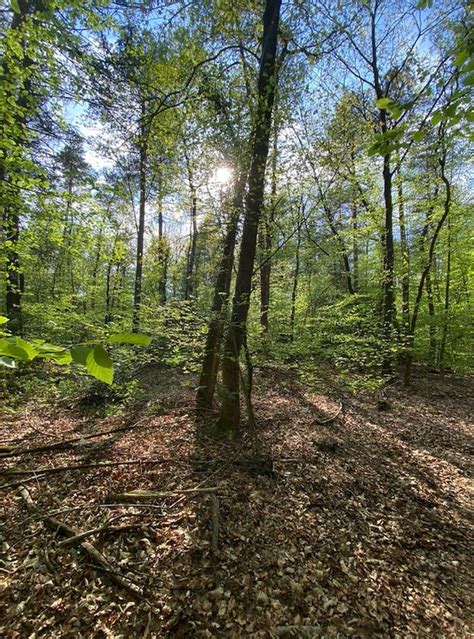 Wandelen Op De Utrechtse Heuvelrug X Mooiste Wandelroutes