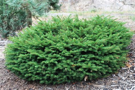 Birds Nest Spruce Trees And Shrubs › Anything Grows