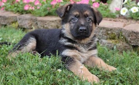 9 Week Old German Shepherd Common Information And Pictures