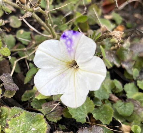 This mutant petunia flower : r/mildlyinteresting