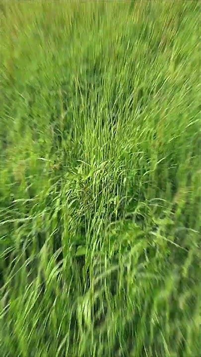 Long Grass Blowing In The Wind Youtube