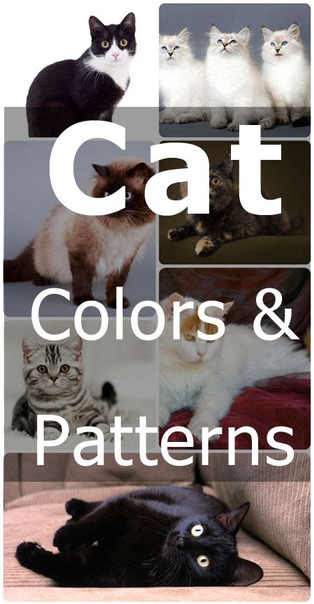 Cat Coat Colors And Patterns | TheCatSite