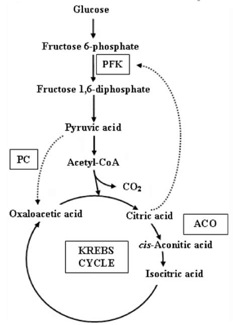 Citric Acid Production Process Flow Diagram