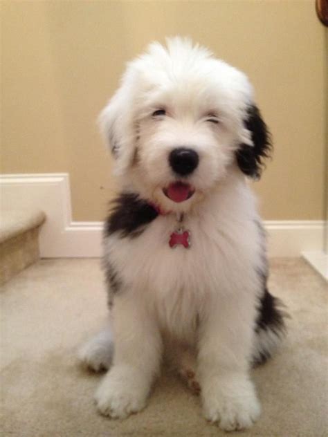 Seriouslyi Think It Needs Stitches I Heart Old English Sheepdogs