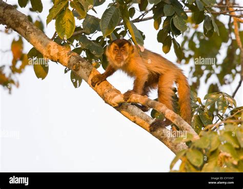 Tufted Capuchin Monkey Hi Res Stock Photography And Images Alamy