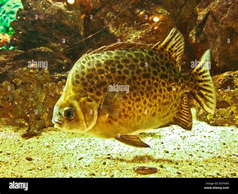 Tropical Fish Scatophagus Argus Atromaclatus Recorded In Aquarium